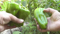 Sweet Pepper Seeds 500 Count Big Bertha Capsicum annuum Red Elongated Bell Variety for Stuffed Peppers