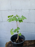 Ginkgo Tree Live Well Rooted Plant - Ginkgo biloba - Mature Plant 1-3 Years Old, 6-40" Tall
