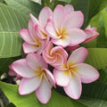 Rooted Plumeria Cutting - Maui Breeze - 17" with 2 Small Tips - Plumeria rubra