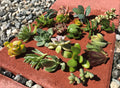 Live Succulent Cactus Cuttings - 15 Assorted Varieties - Perfect for Garden Starters - Ideal for DIY Arrangements
