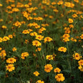 Golden Guardian Marigold Seeds - 25+ Pack for Garden Planting - Tagetes erecta - USA