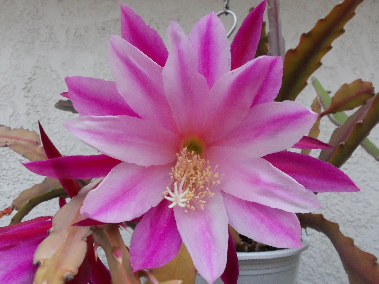 Epiphyllum 'Climax' Starter Pot - Fully Rooted Tropical Cactus Plant - Unique Flowering Houseplant (Epiphyllum hybrid)