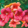 Flame Orange/Red Trumpet Vine Bare Root Plant 2 Ft+ - Campsis radicans - LIVE Plant