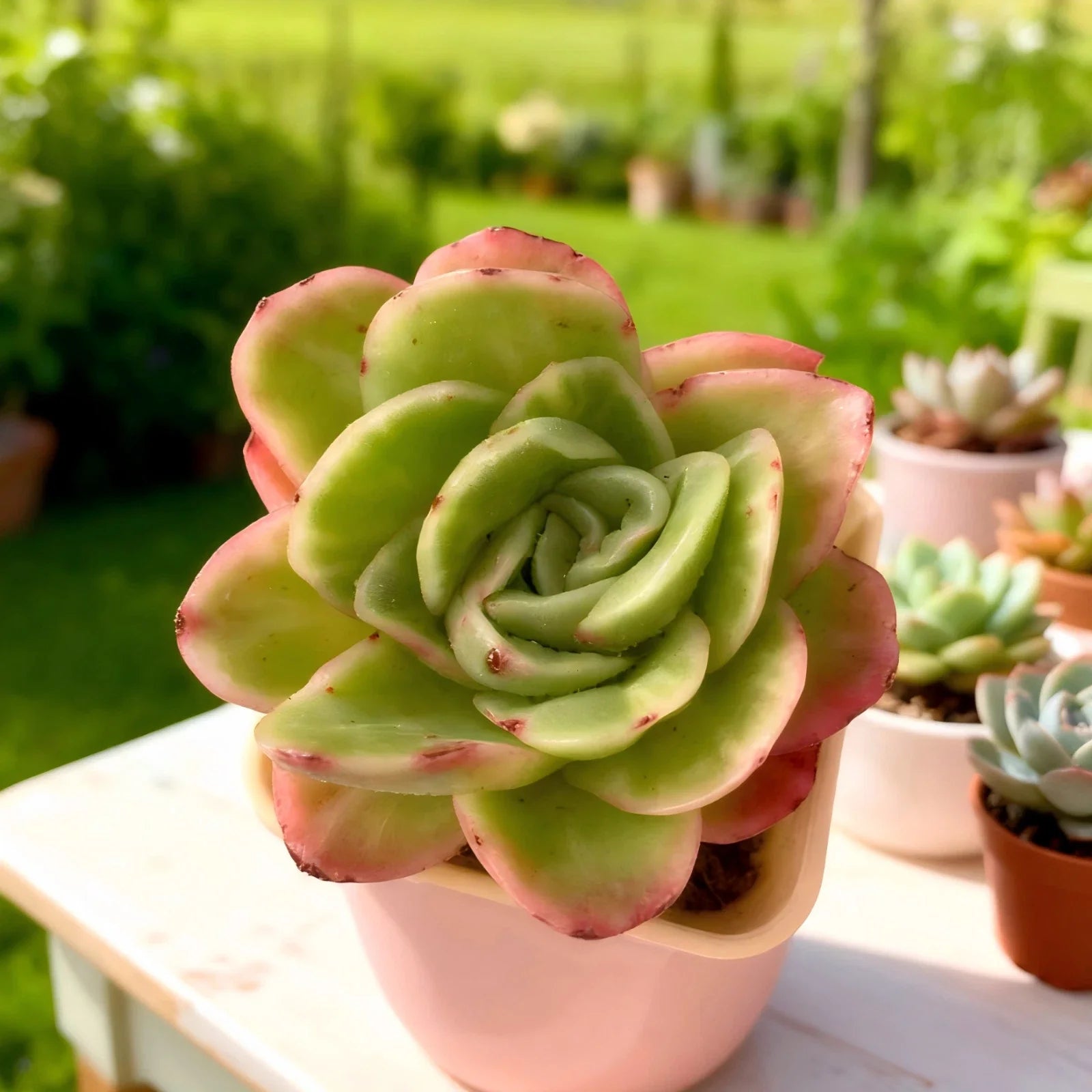 Echeveria ‘Ice Rose’ Variegated | Rare Succulent 3–3.5” Bare Root | Easy-Care Live Indoor Succulent | Unique Variegated Home Décor Plant