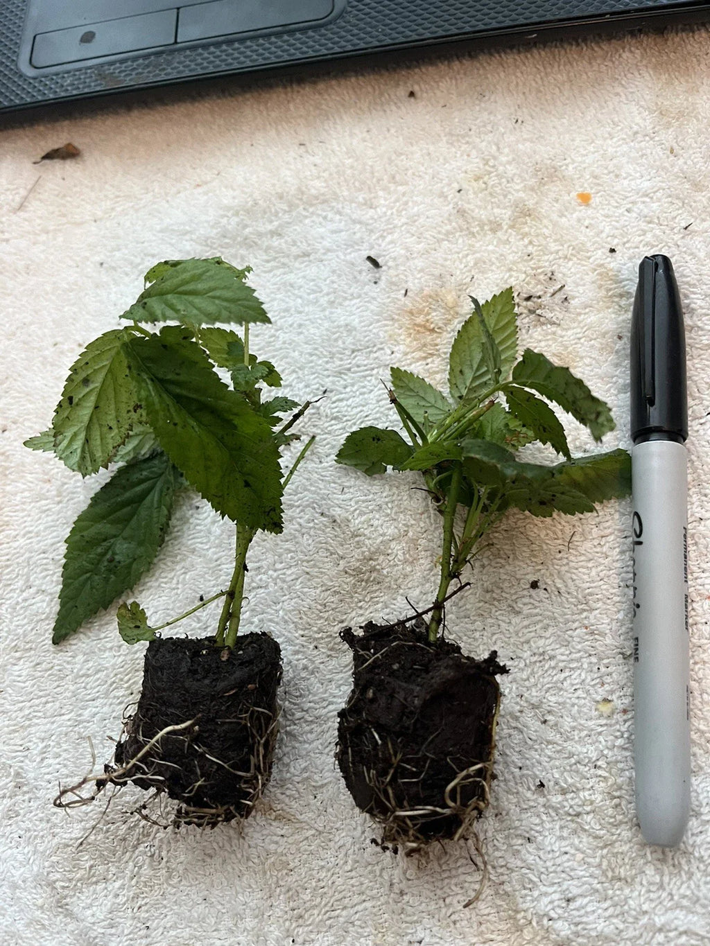 Snowbank White Blackberry Plant | Rubus | Live Bare Root Starter | Rare White Berry for Garden, Patio, or Home Orchard | 1 Count
