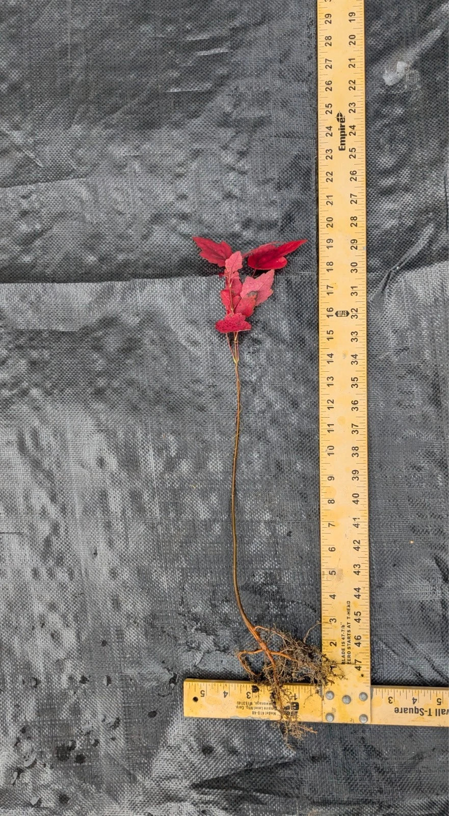 Red Maple Tree 1–2 ft Tall | Bare Root Live Tree | Acer rubrum | Fast Growing Shade Tree | Fall Color | Native Landscaping Tree