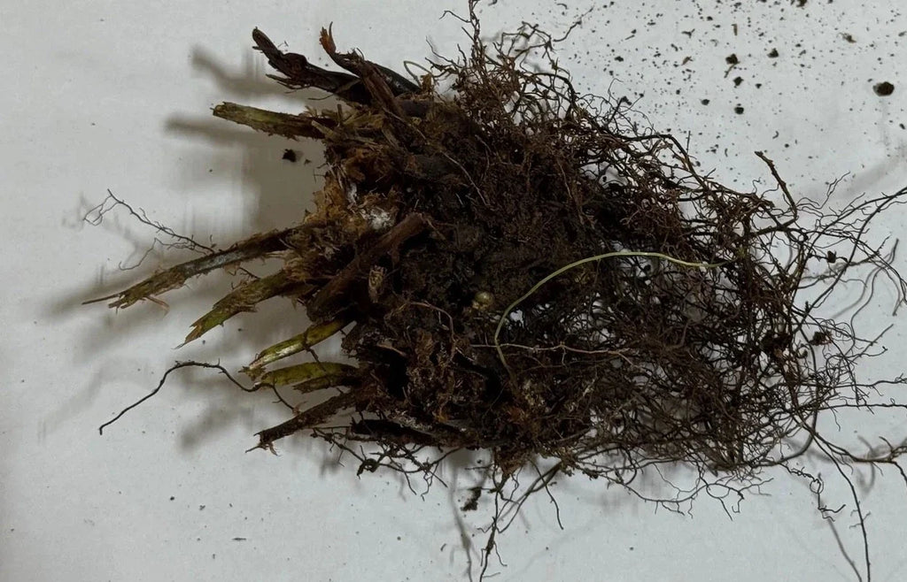 Christmas Fern Roots (3 Pack) – Polystichum acrostichoides Bare Root Hardy Evergreen Shade Fern for Woodland & Native Gardens