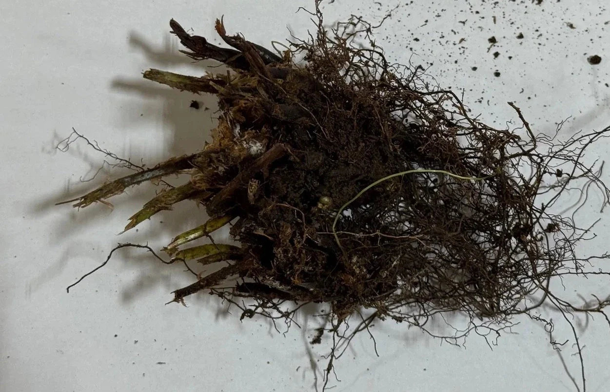 Christmas Fern Roots (3 Pack) – Polystichum acrostichoides Bare Root Hardy Evergreen Shade Fern for Woodland & Native Gardens