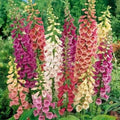 Foxglove Seeds Packet 500 Organic Foxy Digitalis Fresh Seeds