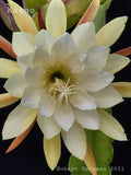 Epiphyllum 'Kazoo' Unrooted Cutting - Rare Orchid Cactus - Unique Houseplant for Indoor Gardening