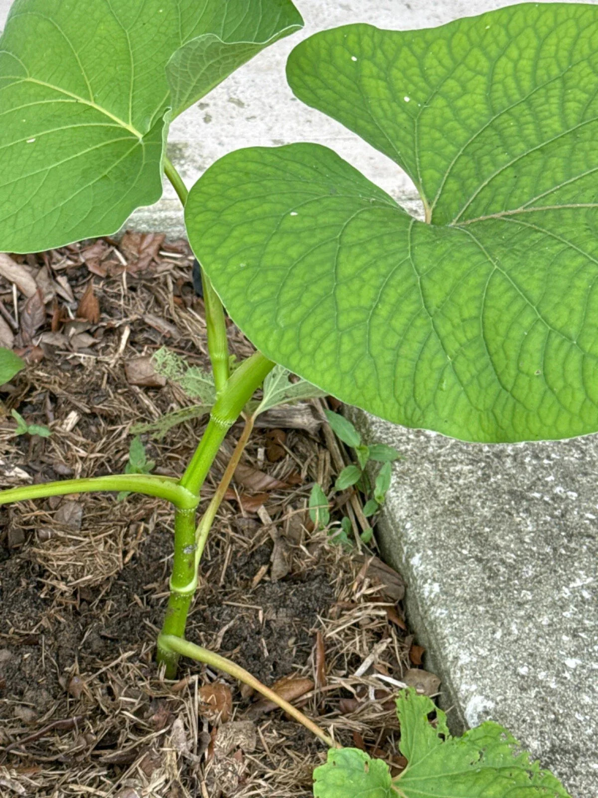 Piper Auritum Plant - 10" Root Beer Mexican Pepperleaf - Hoja Santa Veracruz - Aromatic Culinary Herb