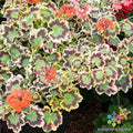 Mrs. Pollock Geranium 25 Seeds - Pelargonium x hortorum - Perfect for Garden Planting
