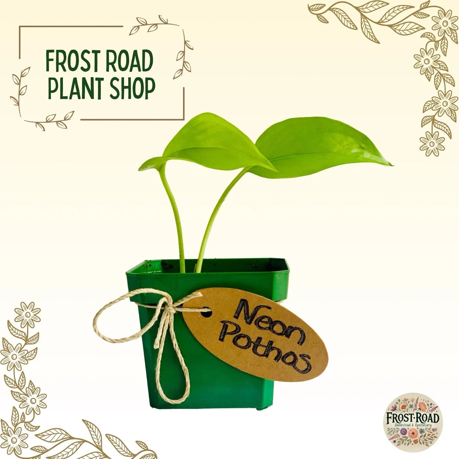 Neon Pothos Cuttings - Rooted Live Houseplant - Easy Care Indoor Plant - Epipremnum aureum