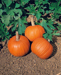 Small Sugar Pumpkin Seeds, 20 Heirloom Seeds, Non-GMO, USA-grown, Cucurbita pepo