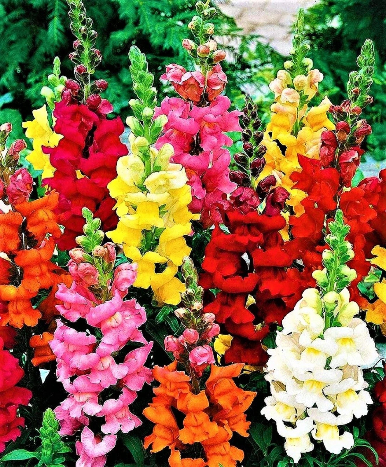 Snapdragon Seeds Tall Mix - 1,000+ Non-GMO Seeds - Antirrhinum majus