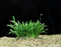 Dwarf Sagittaria Plant - Live Aquatic, Narrow-Leaved Arrowhead (Sagittaria Subulata) - Easy Care for Aquariums