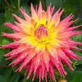 Dahlia Flower Seeds 20PCS - Rare Beautiful Perennial Variety - Ideal for Gardens (Dahlia spp.)
