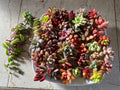 Succulent Cuttings - 40 Colorful & Healthy Varieties - Perfect for DIY Projects and Plant Enthusiasts
