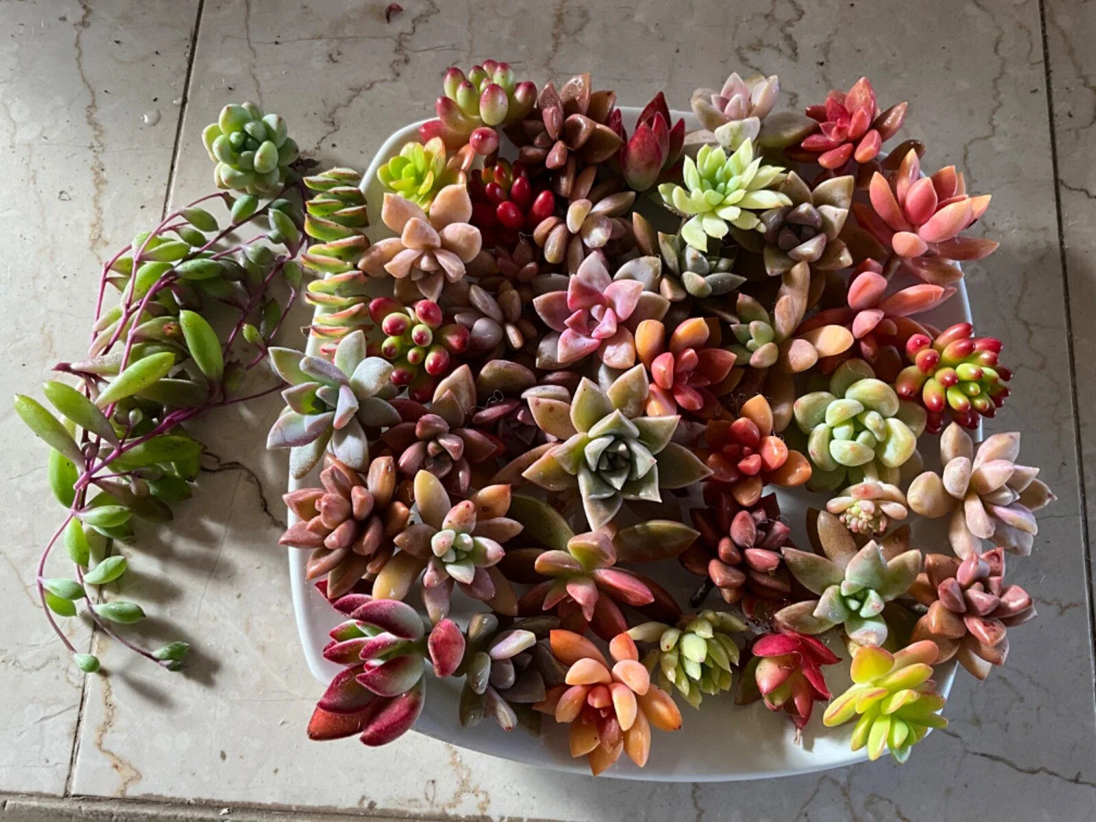 Succulent Cuttings - 40 Colorful & Healthy Varieties - Perfect for DIY Projects and Plant Enthusiasts