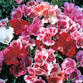 Godetia Seeds - 200 Seeds - Beautiful Pink Flowers - Clarkia amoena