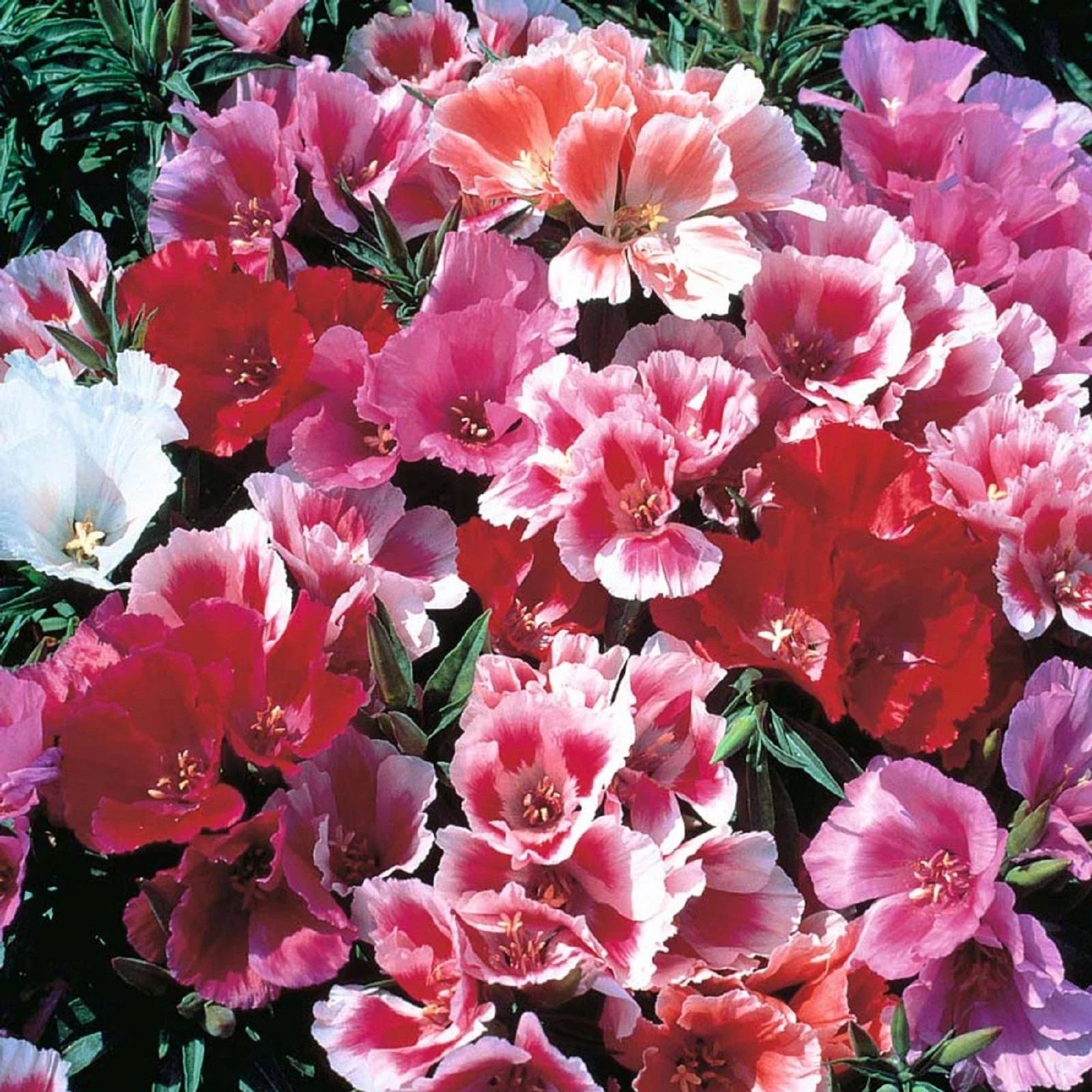 Godetia Seeds - 200 Seeds - Beautiful Pink Flowers - Clarkia amoena