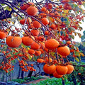 Persimmon Tree Seeds - Sugar Plum Variety, Diospyros Virginiana, Cold Hardy 4-9, Fruit Plant Seeds for Home Garden