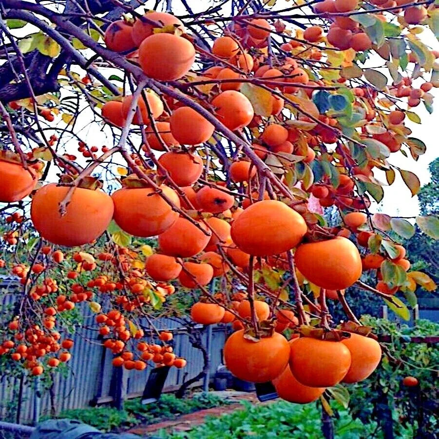 Persimmon Tree Seeds - Sugar Plum Variety, Diospyros Virginiana, Cold Hardy 4-9, Fruit Plant Seeds for Home Garden