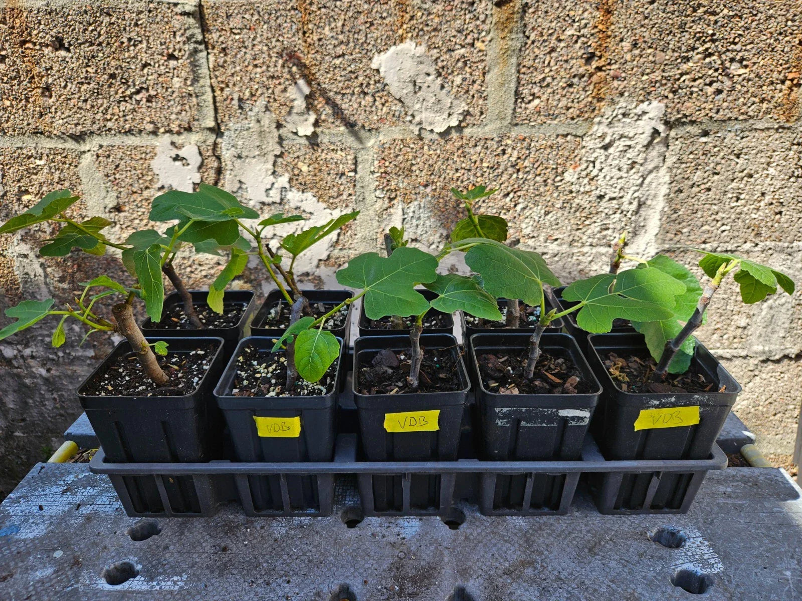 Fig Tree Starter Plant - Rooted Cuttings - Ficus carica - Edible Fruit Variety