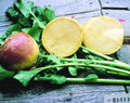 Thomson Laurentian Rutabaga Seeds - 500+ Seeds for Planting - Brassica napus - USA Grown, Non-GMO, Free Shipping