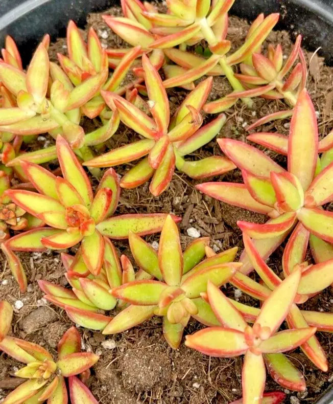 Succulent Sedum adolphi 'Firestorm' 2 Live 2" Plants Yellow Red Rosettes