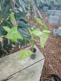 Live Pink Syngonium Podophyllum Starter Plant - Arrowhead Plant - Indoor Houseplant - Easy Care Decor