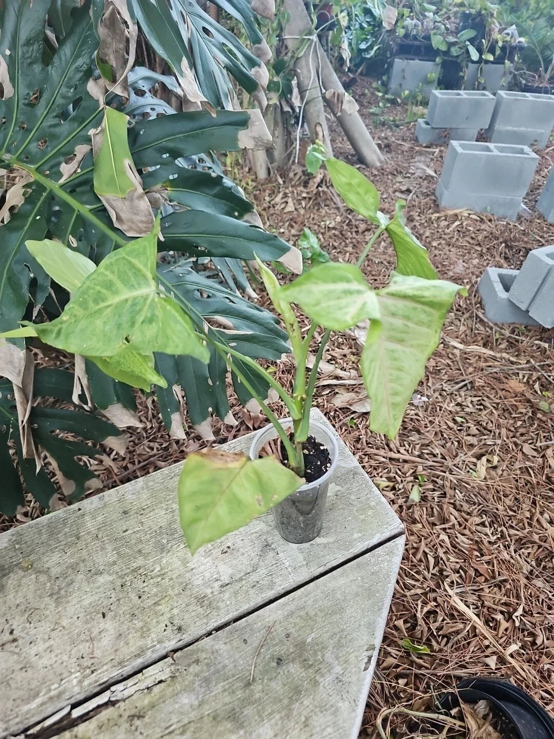 Live Pink Syngonium Podophyllum Starter Plant - Arrowhead Plant - Indoor Houseplant - Easy Care Decor