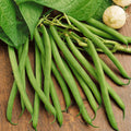 Green Bean Seeds - 30+ Count - Non-GMO Heirloom Provider Variety - Ideal for 2025 Planting