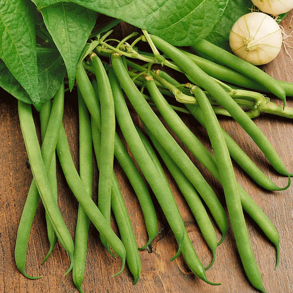 Green Bean Seeds - 30+ Count - Non-GMO Heirloom Provider Variety - Ideal for 2025 Planting