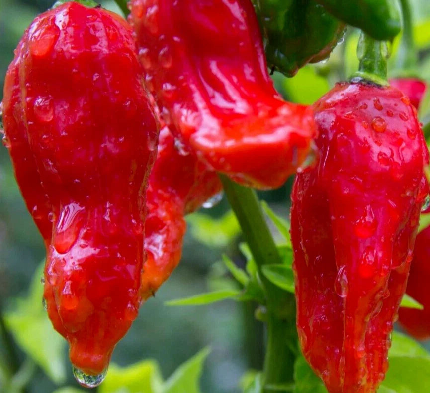 Ghost Pepper Seeds - 40+ Bhut Jolokia Super Hot Vegetable Garden Seeds - Non-GMO Capsicum chinense