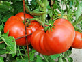 Organic Beefsteak Tomato Seeds - 151+ Count - Native Vegetable for Summer Garden & Containers - Solanum lycopersicum