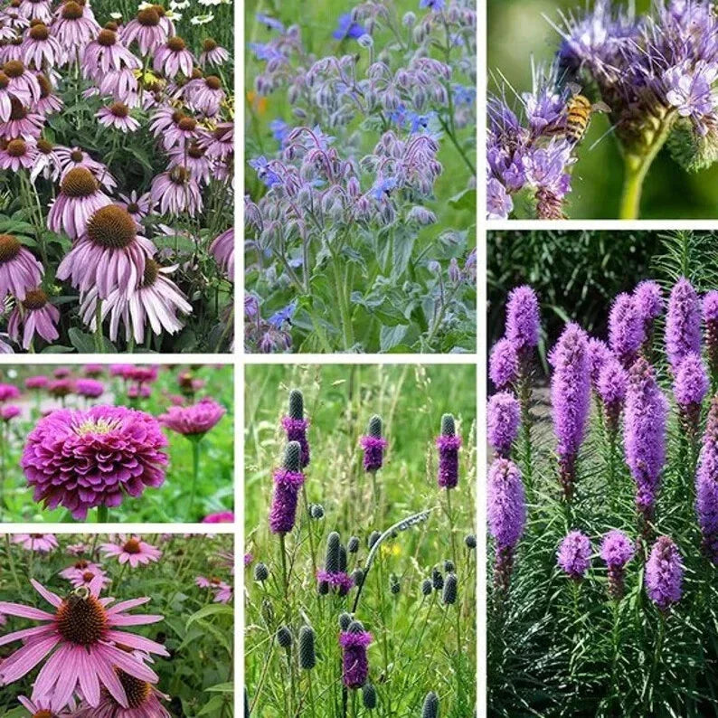 Purple Wildflower Seed Mix - Organic 200 Seeds - USA Grown - Perfect for Pollinators and Garden Blooms