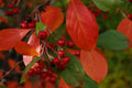 Organic Brilliant Red Chokeberry Seeds - Edible Variety (Aronia a. b.) - 20+ Seeds for Planting, Free Shipping