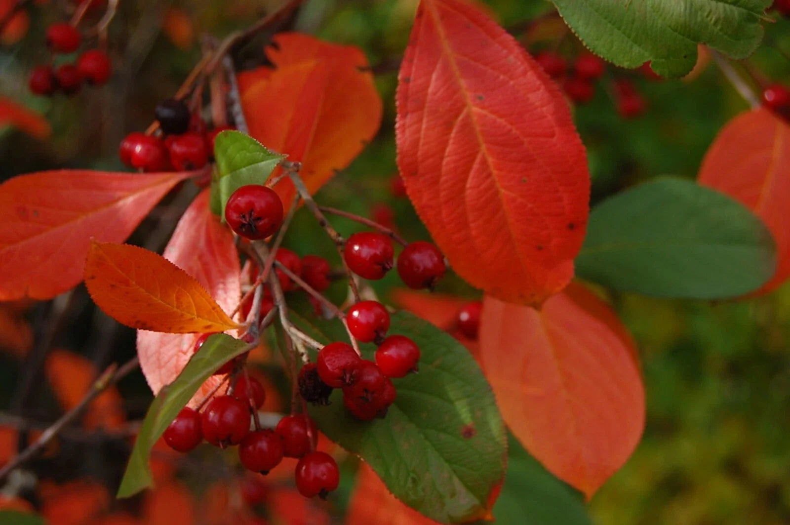 Organic Brilliant Red Chokeberry Seeds - Edible Variety (Aronia a. b.) - 20+ Seeds for Planting, Free Shipping