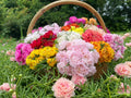 Portulaca Succulent Plants - Mixed Colors - Vibrant Ground Cover - Portulaca grandiflora
