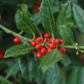 Nellie Stevens Holly Seedling Sapling Privacy Hedge Bush Tree - Ilex x attenuata 'Nellie Stevens'
