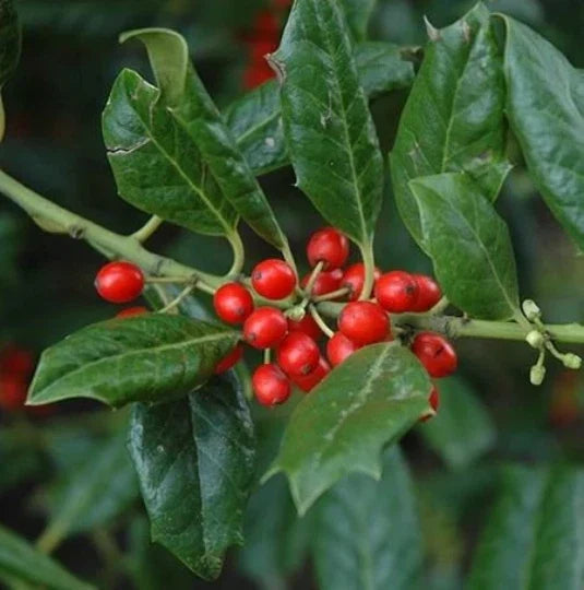 Nellie Stevens Holly Seedling Sapling Privacy Hedge Bush Tree - Ilex x attenuata 'Nellie Stevens'