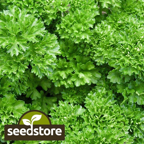 Forest Green Parsley Seeds | Heirloom Non-GMO Herb Seed | Petroselinum crispum 1132