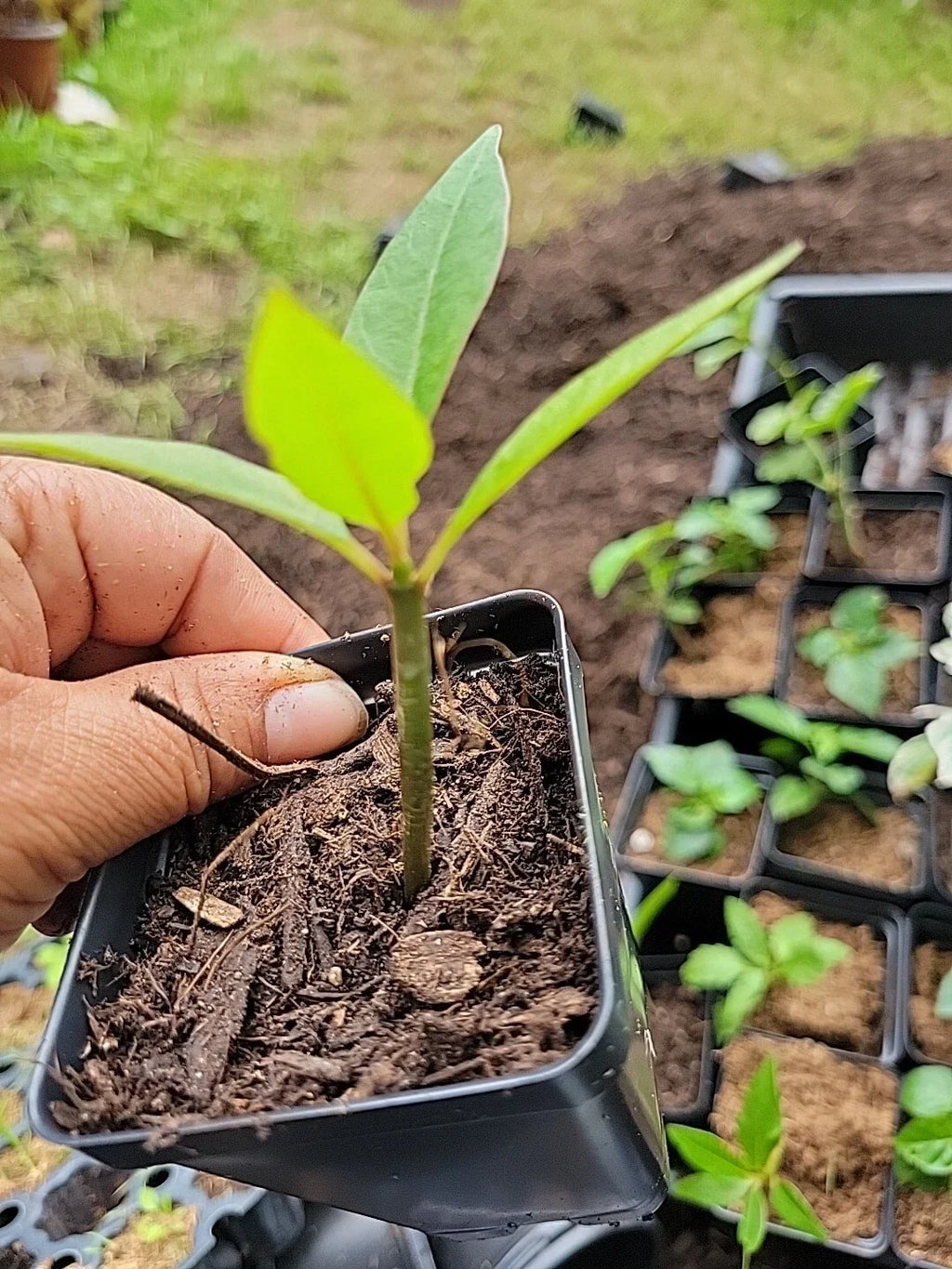 Purple Plumeria Live Plant Rooted from Seed | 1 Starter in 3” Pot | Fragrant Flower Tree | Rare Color | Tropical Frangipani