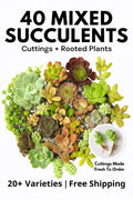 Succulent Cuttings 40 Pack Mixed 20+ Varieties – Assorted Succulents for Planting, Garden Décor, or Crafting