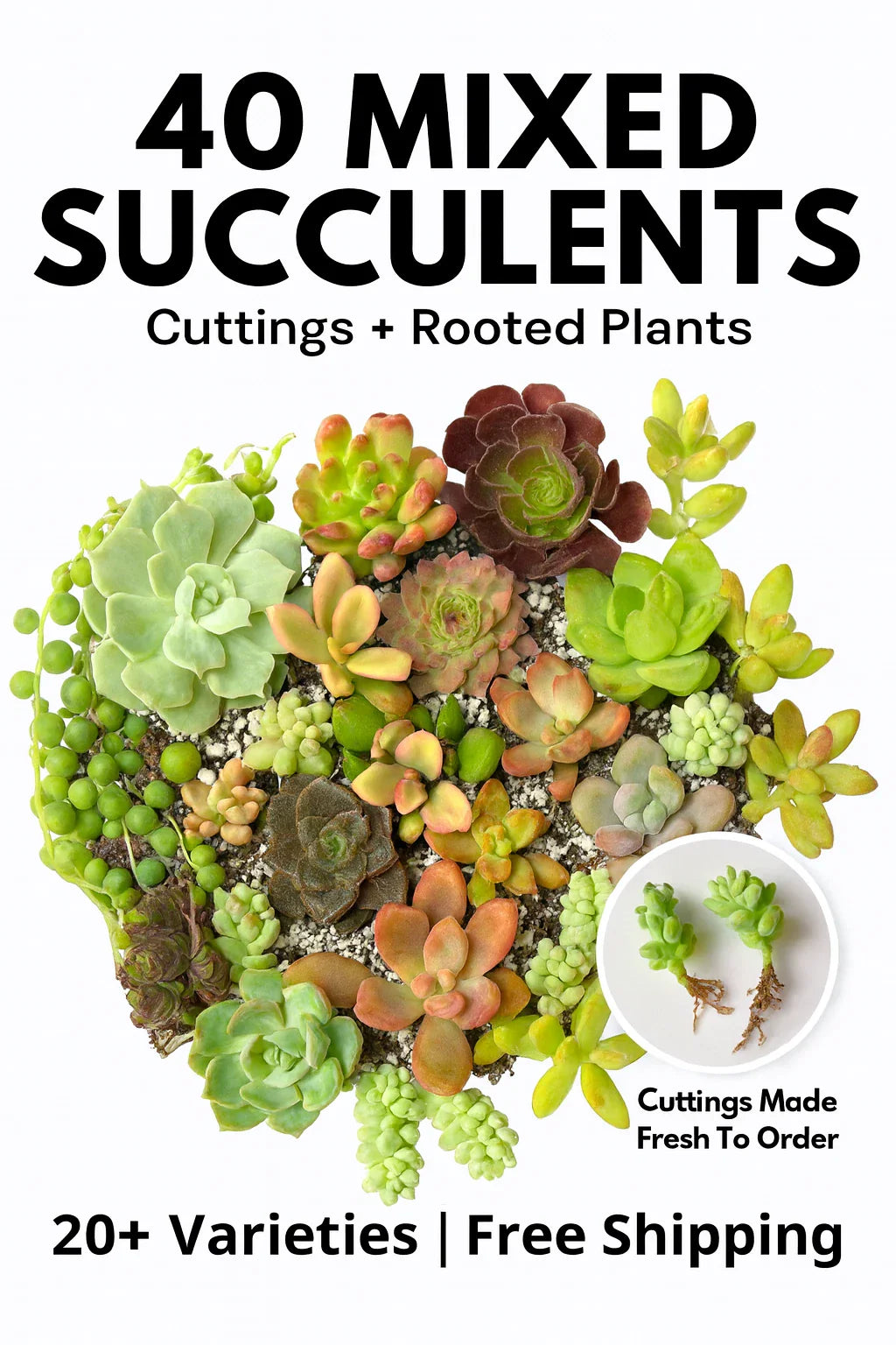 Succulent Cuttings 40 Pack Mixed 20+ Varieties – Assorted Succulents for Planting, Garden Décor, or Crafting