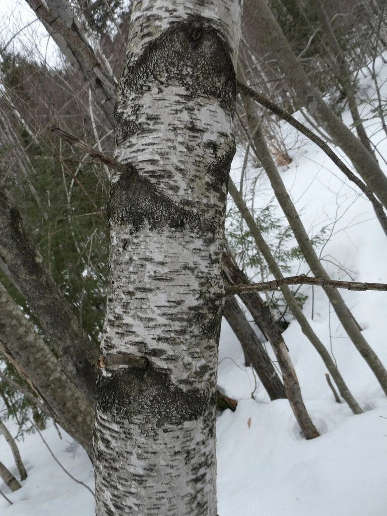 Gray Birch Tree Seeds - Betula populifolia - Attractive Bark, Hardy Perennial, Native Tree Seeds for Landscaping