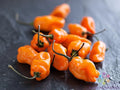 TigerPaw Habanero Hot Pepper Seeds - 25+ Seeds - Capsicum chinense - USA Grown, Ideal for Garden Planting