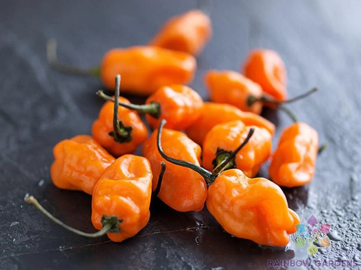 TigerPaw Habanero Hot Pepper Seeds - 25+ Seeds - Capsicum chinense - USA Grown, Ideal for Garden Planting