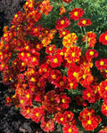 French Marigold Seeds DISCO RED Non-GMO Beneficial Flowers for Gardens Tagetes patula 100 Seeds